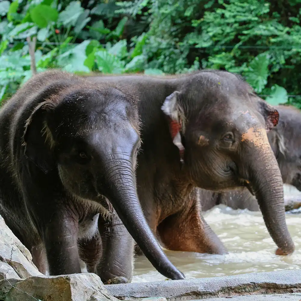 Reisroute Thailand Ethisch Olifantenreservaat