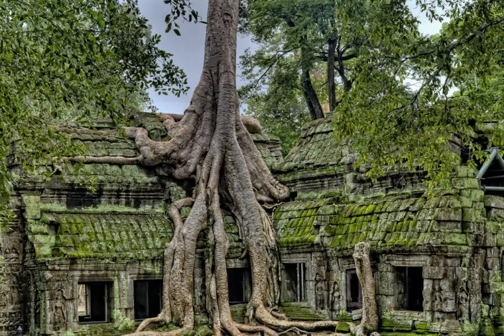 Cambodia-boom-tempel